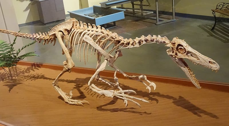 Velociraptor skeleton