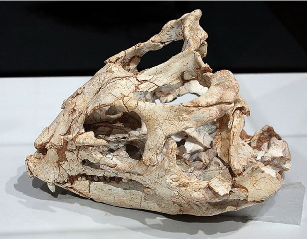 Yinlong skull