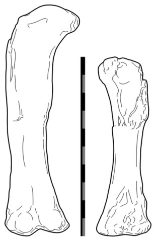 Aegyptosaurus holotype