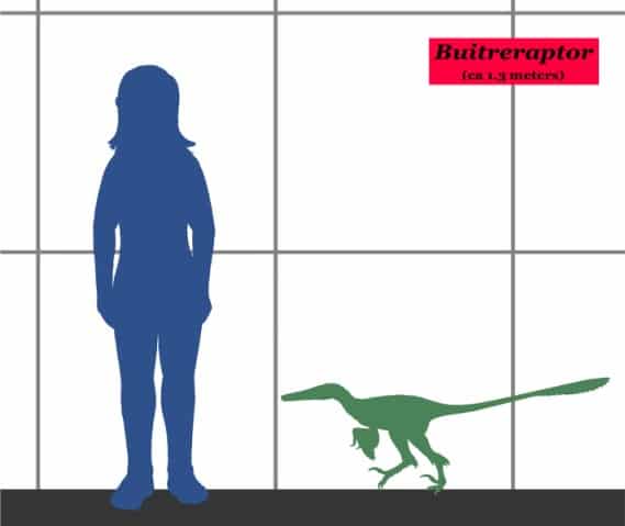 Buitreraptor size