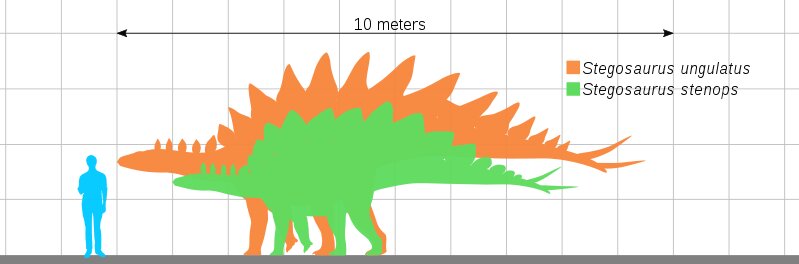 stegosaurs size