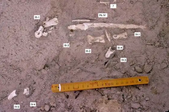 A field photograph of Aepyornithomimus fossils, showcasing labeled skeletal remains partially embedded in the sediment. The image includes a ruler for scale, indicating the small size of the bones. 