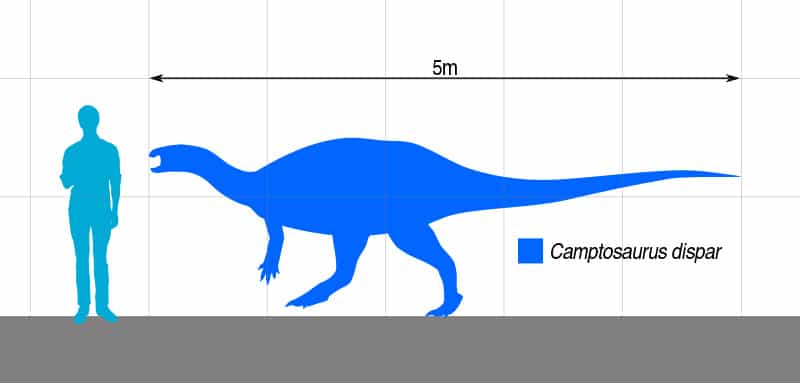 Camptosaurus size