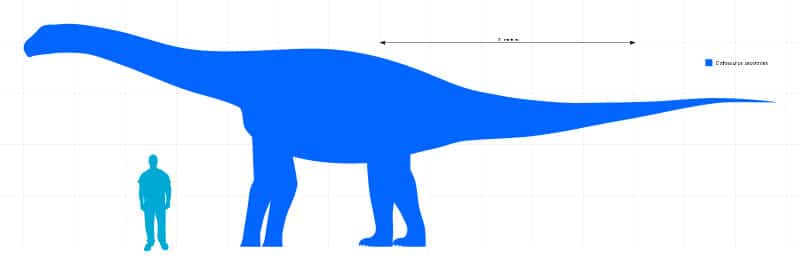 Cetiosaurus Size