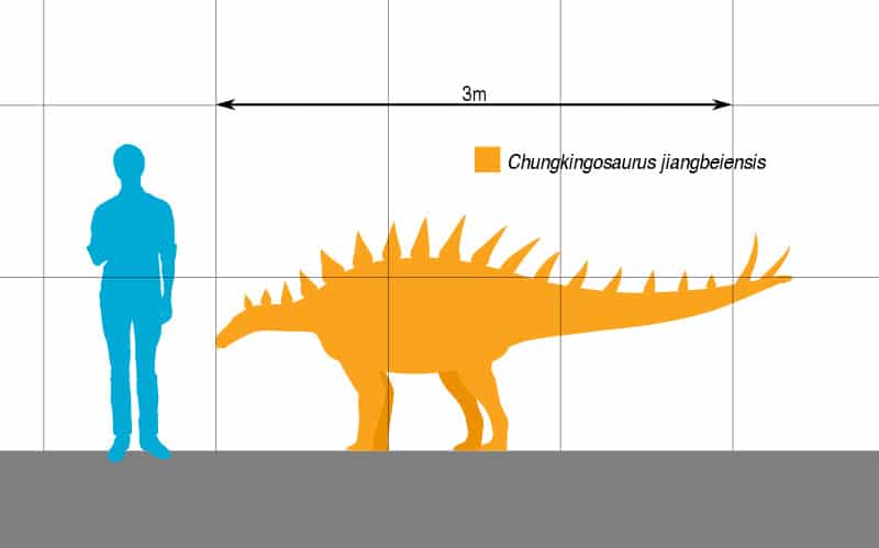 Chungkingosaurus Size