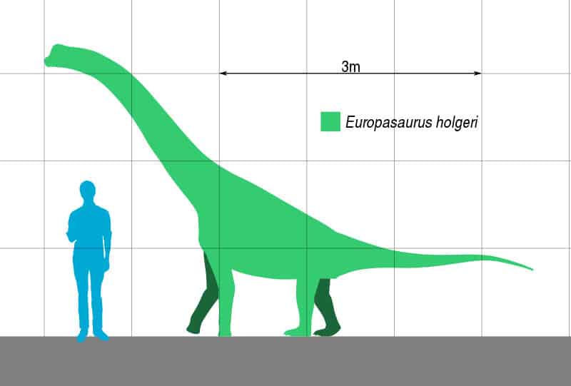 Europasaurus size