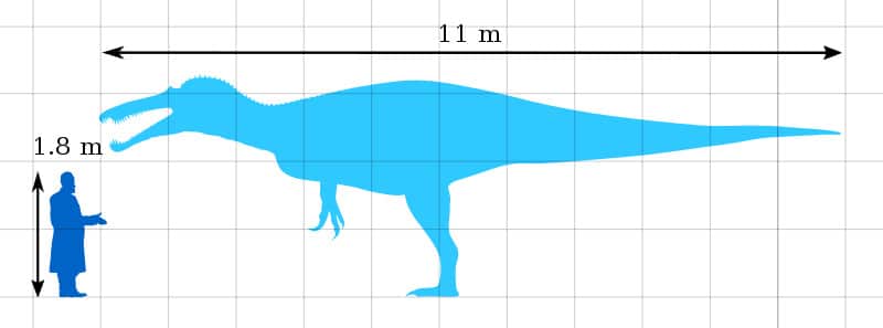 Suchomimus size