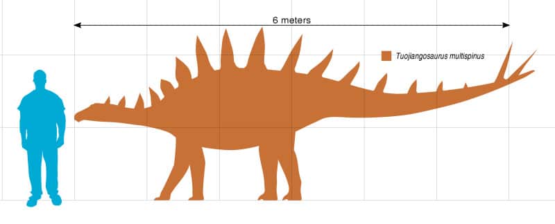 Tuojiangosaurus size