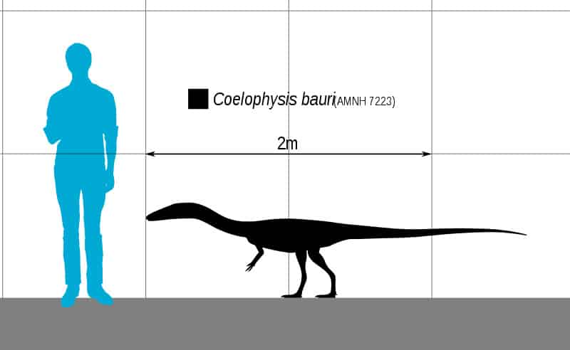 Coelophysis size