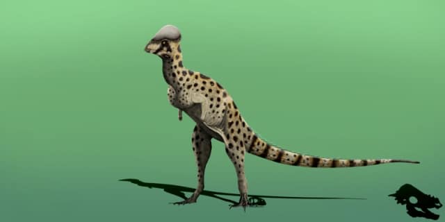 Colepiocephale dinosaur