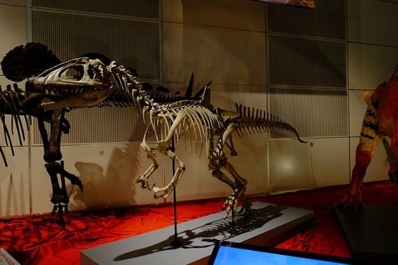 Concavenator The Humped Hunter Of The Early Cretaceous
