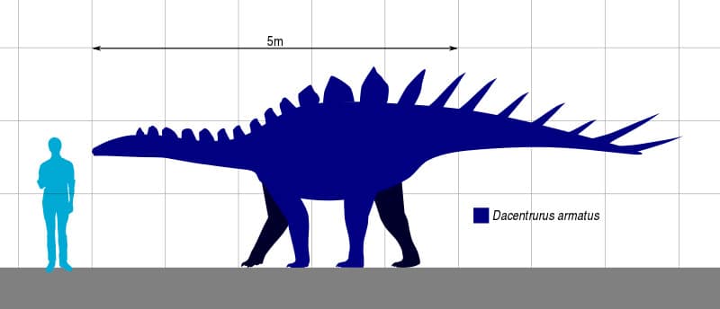 Dacentrurus Size