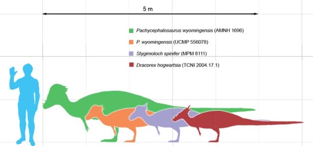 Stygimoloch size