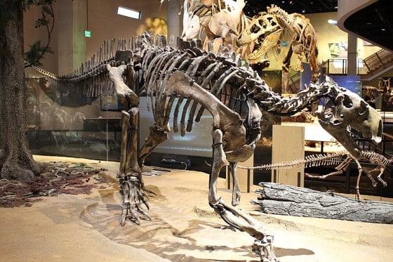 Tenontosaurus skeleton