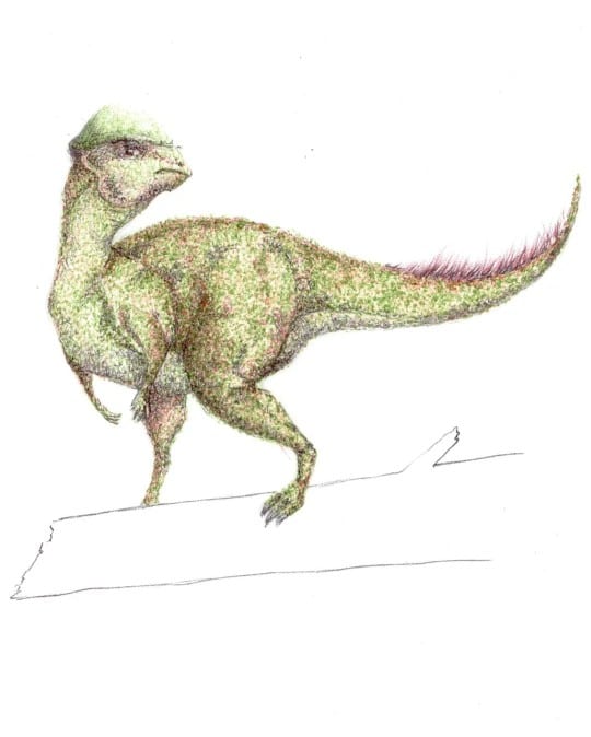 Sphaerotholus dinosaur painting