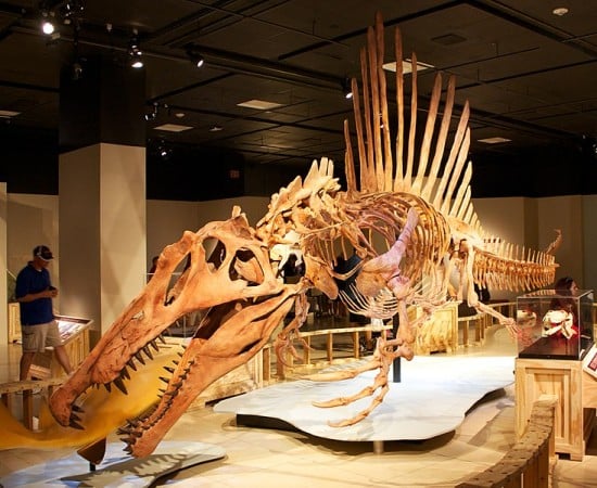 Spinosaurus skeleton