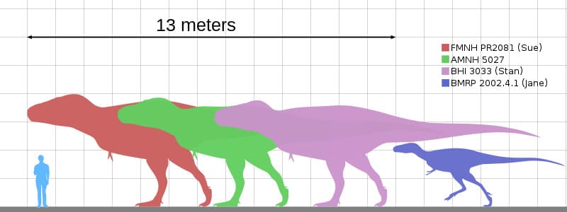 Tyrannosaurus size
