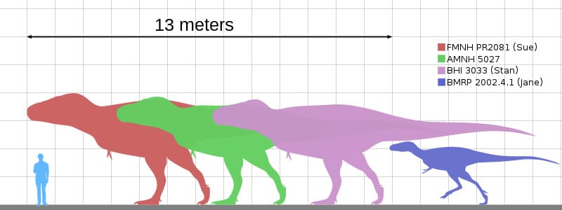 Size comparison chart showing various specimens of Tyrannosaurus rex, including FMNH PR2081 (Sue), AMNH 5027, BHI 3033 (Stan), and BMRP 2002.4.1 (Jane), next to a human figure. The chart illustrates the significant size differences among these T. rex specimens, with lengths up to 13 meters. This visual representation highlights the diversity in size and scale within the species.