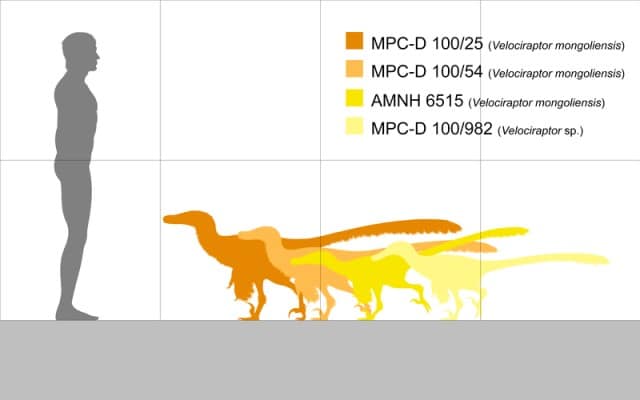Velociraptor size