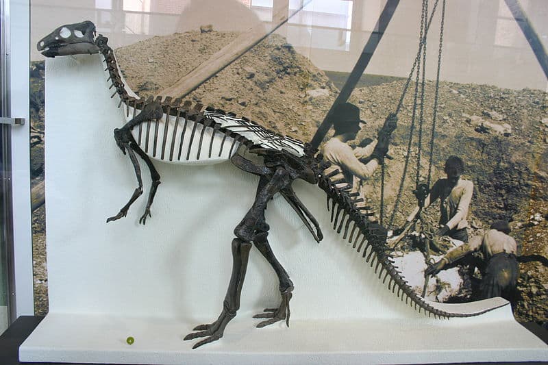 Outdated mount of a C. nanus skeleton at the AMNH, now thought to be a growth stage of C. dispar