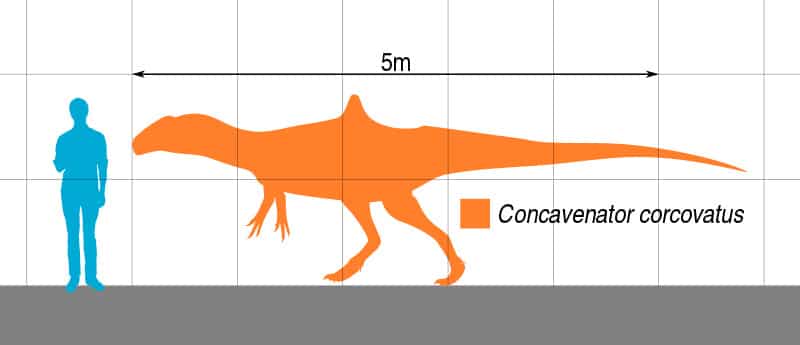 Concavenator The Humped Hunter Of The Early Cretaceous