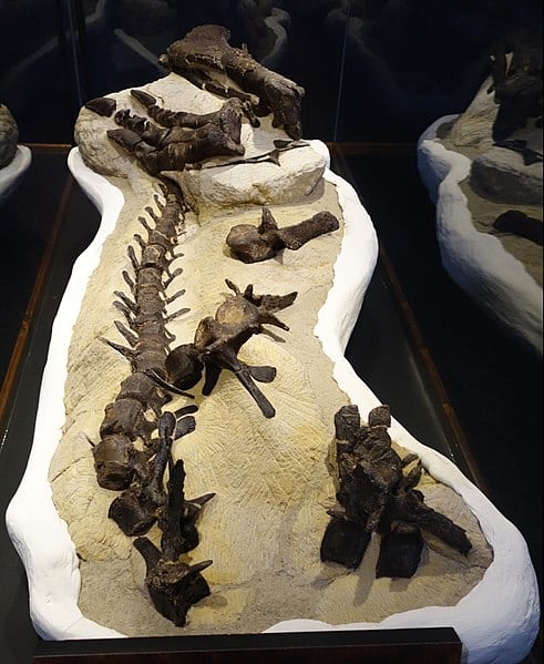 Camptosaurus specimen (original), on display at the Museum of Ancient Life, Utah.