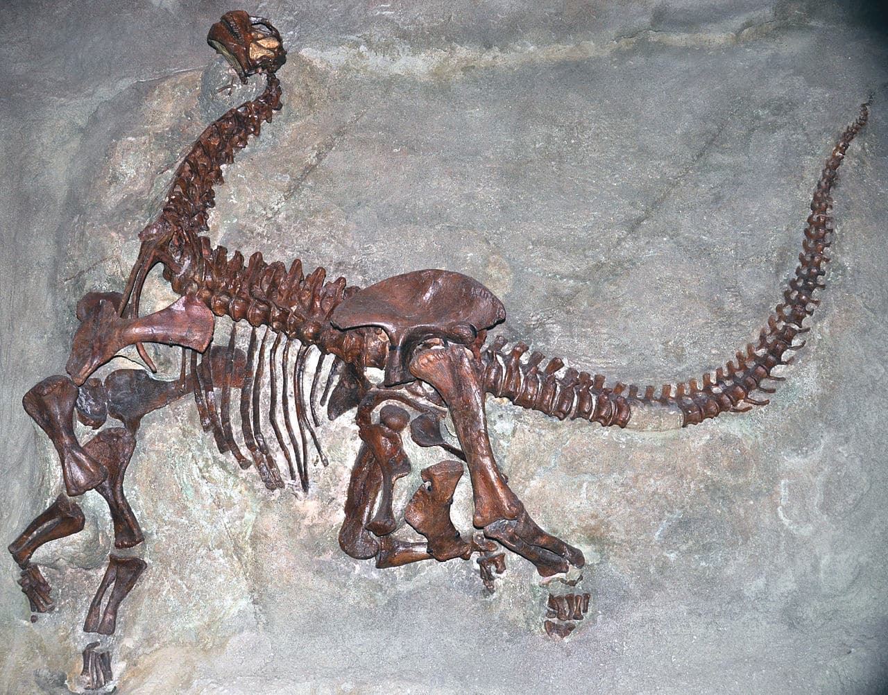 Image of the fossilized skeleton of a juvenile Camarasaurus, a large quadrupedal herbivorous dinosaur from the Jurassic period. Known for its robust body and long neck, Camarasaurus was one of the most common sauropods of its time, feeding on high vegetation.