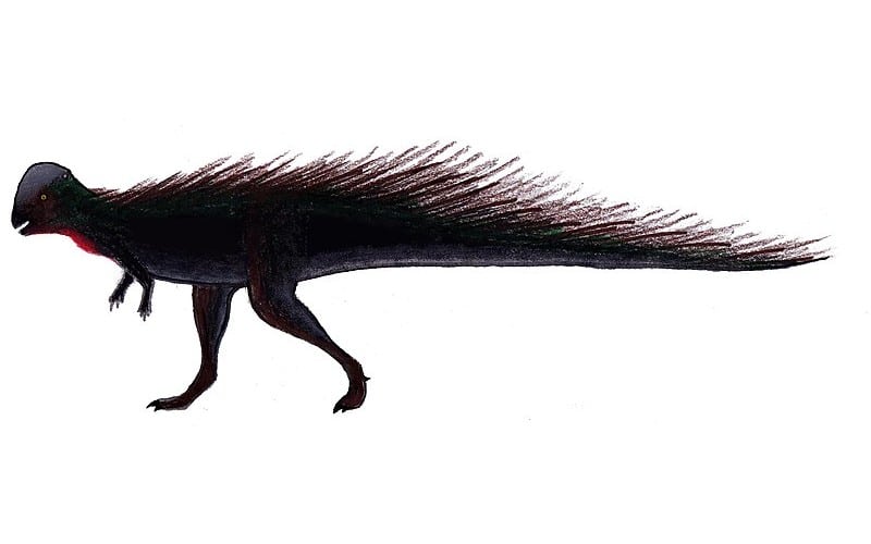 Colepiocephale was a unique dinosaur from the Late Cretaceous. Learn about its discovery, characteristics, and the environment it inhabited.
