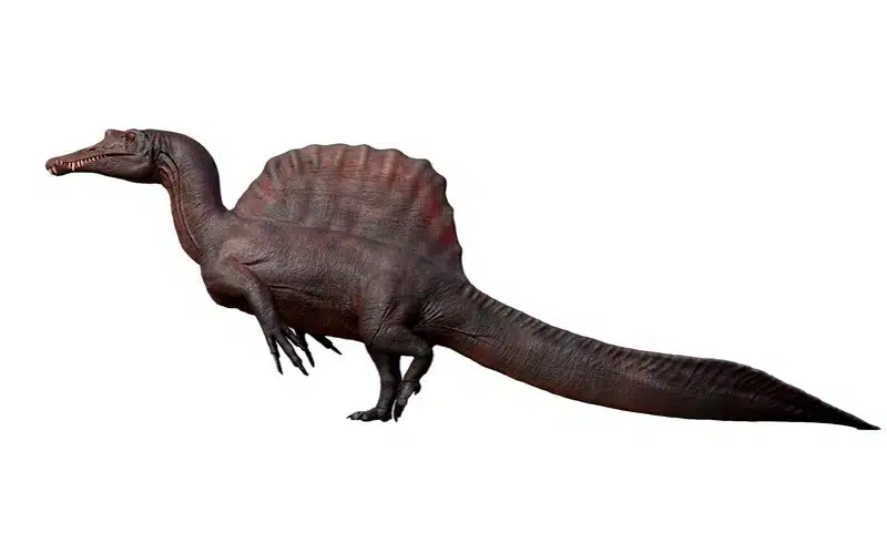 Digital rendering of Spinosaurus, a large theropod dinosaur known for its distinctive sail-like structure along its back. This carnivorous dinosaur, which lived during the Cretaceous period, is depicted with an elongated snout and a powerful stance, showcasing its bipedal and partially quadrupedal nature.