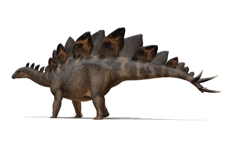 Stegosaurus was a herbivore dinosaur known for its distinctive plates and spikes. Discover its origins, key facts, and role in the Late Jurassic.