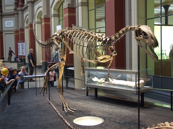 Elaphrosaurus skeleton, Museum für Naturkunde in Berlin