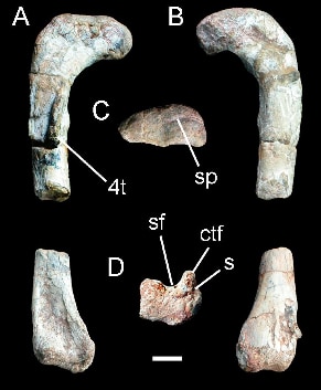 Left femur of Alwalkeria maleriensis (ISI R 306, holotype)