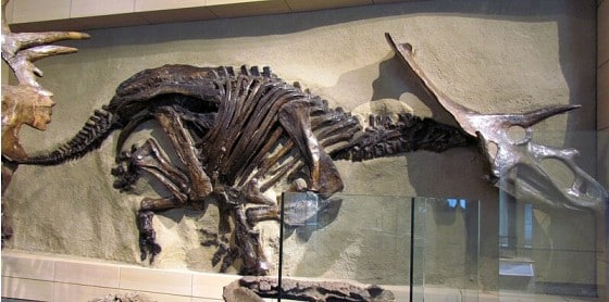 Anchiceratops skeleton