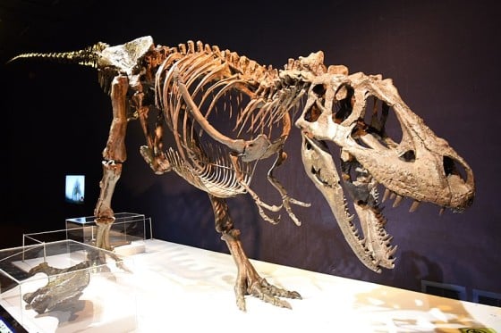 Daspletosaurus skeleton