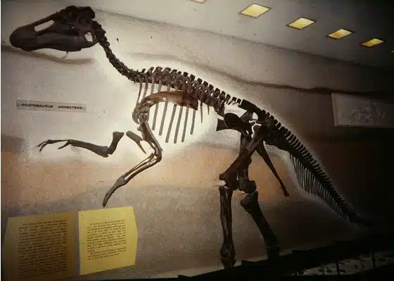 Photograph of the Edmontosaurus skeleton displayed in a museum, showcasing the well-preserved bones of this Late Cretaceous herbivorous dinosaur. The Edmontosaurus, known for its flat snout and duck-billed appearance, is an impressive example of hadrosaurid anatomy and size.
