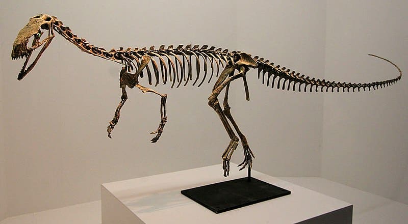 Eodromaeus skeleton