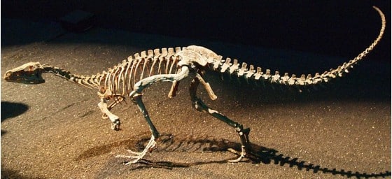 Eoraptor skeleton