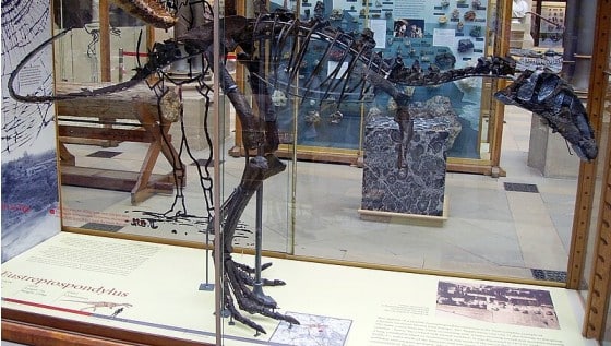 Eustreptospondylus skeleton