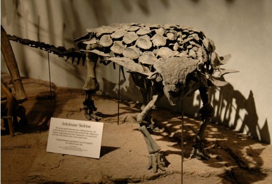 Gargoyleosaurus skeleton