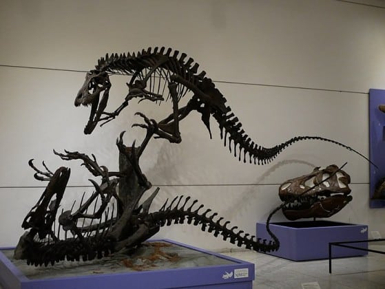 Dryptosaurus aquilunguis mounted skeletons, New Jersey State Museum