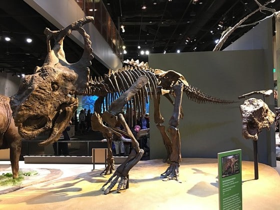 Pachyrhinosaurus skeleton