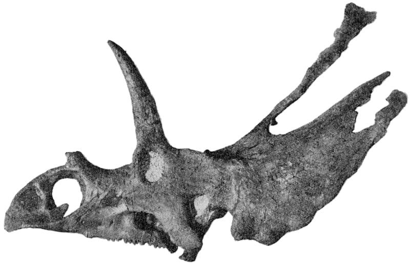 Type skull of Pentaceratops sternbergii, American Museum of Natural History
