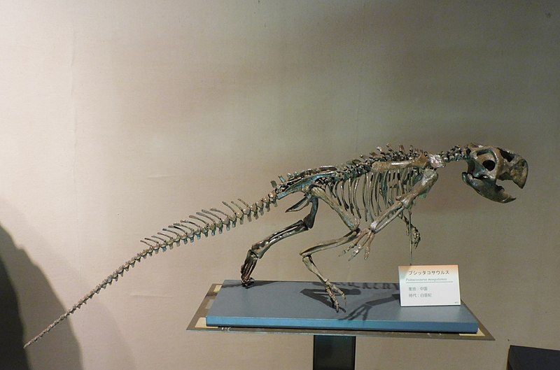 This is a fossil of Psittacosaurus mongoliensis from China.