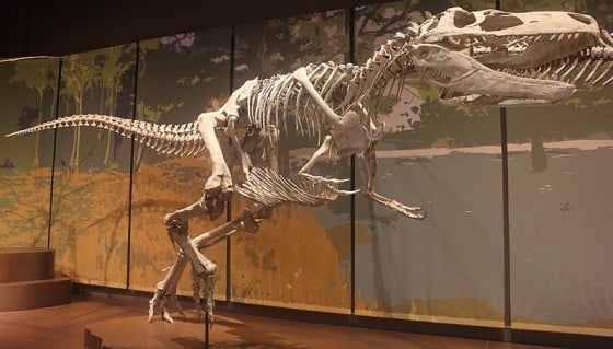 Appalachiosaurus skeleton