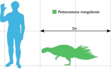 psittacosaurus size