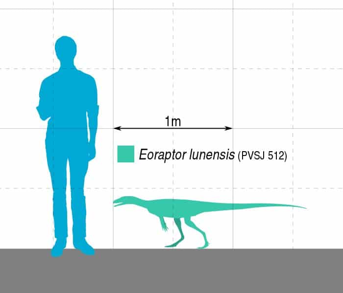 Eoraptor size