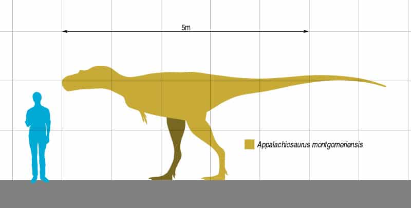 Appalachiosaurus size
