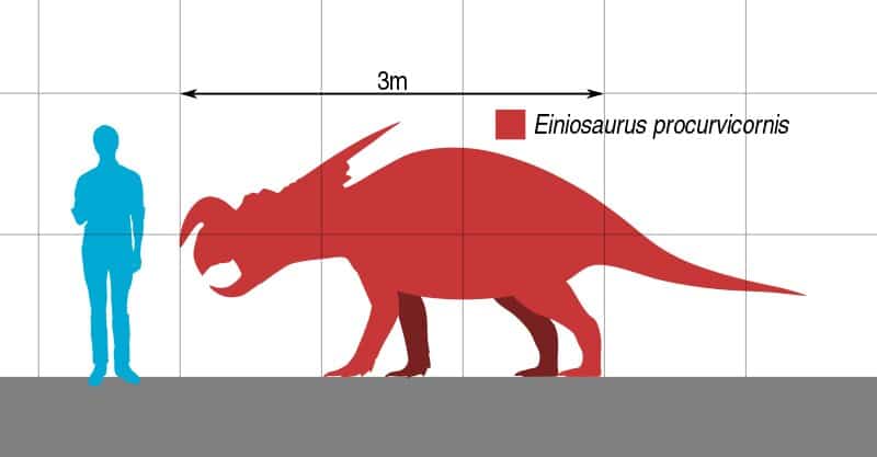 Einiosaurus size
