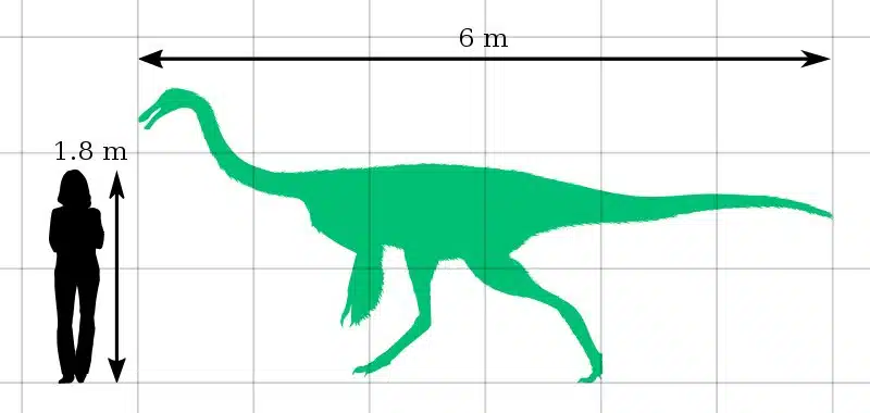 Size comparison of Gallimimus bullatus with a human, showcasing the dinosaur's approximate 6-meter length and 1.8-meter height. Gallimimus bullatus was a fast-running bipedal omnivore from the Late Cretaceous period, known for its long neck, beak-like mouth, and ostrich-like appearance.