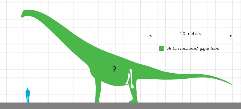 Antarctosaurus size